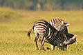 Zebras - The Courtship