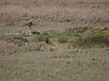 Cheetah mother hunting for her four cubs