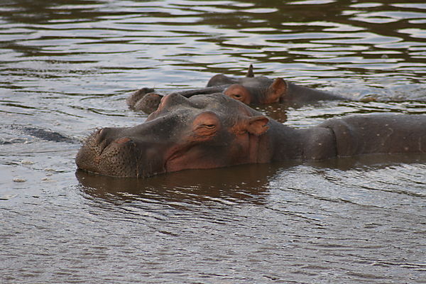 Hippo In The Water, Tanzania