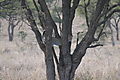 Leopard playing in the tree, Tanzania