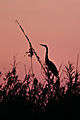 Sunset Heron