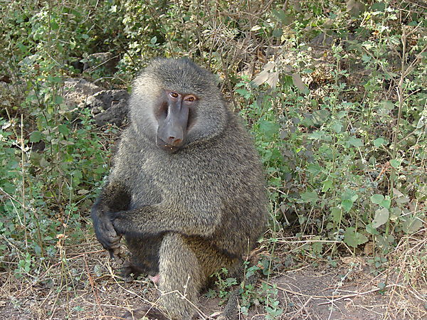 Content Baboon