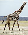 Giraffe