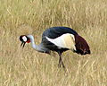 Crested Crane