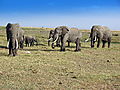Herd of Elephants