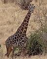 Giraffe
