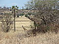 03 inquisitive Giraffes