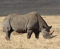 Black Rhino