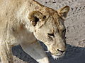 Portrait of a Lioness