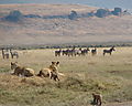 Dinner on the hoof - catch us if you can!
