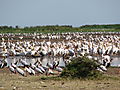 Pelicans - by the dozen!