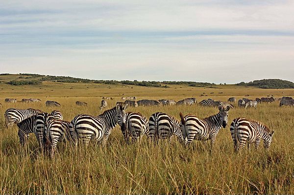 Zebra In The Masai Mara