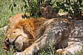 Young Lion Cub shelters in the safety of dad's impressive bulk