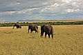 Elephant move acros the masai plain before an impending storm