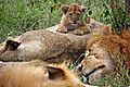 Young Lion Cub Chooses Mum As The Most Comfy Sofa In The Masai Mara