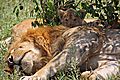 Young Lion Cub Shelters In The Safety Of Dad's Impressive Bulk