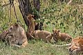 Young Lion Cubs With Mum And Dad