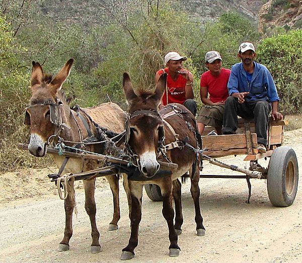Transport By Donkey Cart photo, South Africa