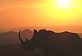 Rhino at Sunset