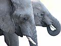Elephants, South Africa