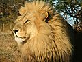 The King