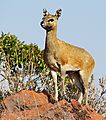 Klipspringer