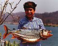 Tiger fish; (Hydrocynus vittatus )