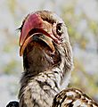 Red Bill Hornbill