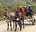 Transport By Donkey Cart
