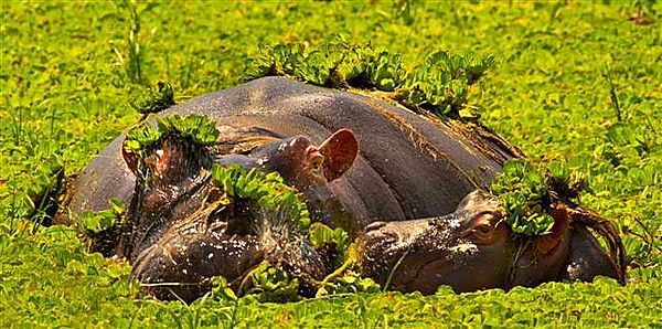 Hippo Mother And Baby