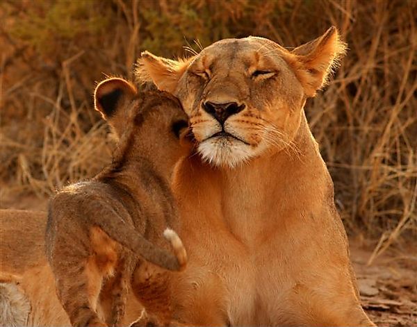 Lion Mother In A Tender Moment With Cub