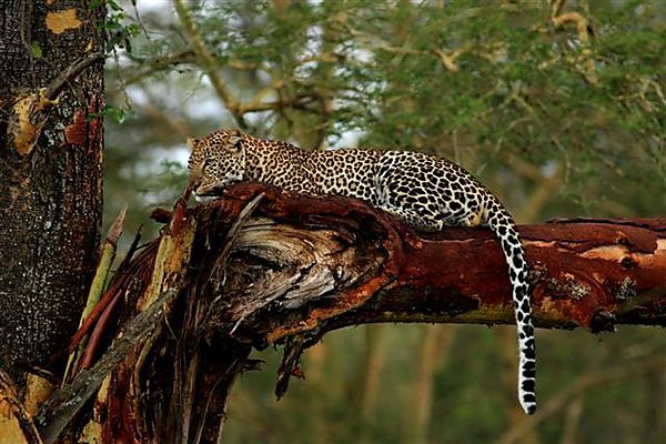 Male Leopard Resting On A Tree