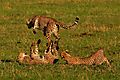 cheetah playground