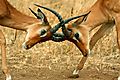 impala fight