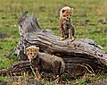 cheetah babies