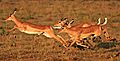 impala charge
