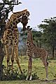 giraffe cuddling