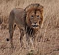 Adult Male Lion Patroling His Areamale