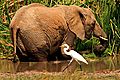 Elephant And Egret