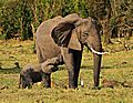 Elephant - Motherhood
