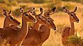 Impala Female Group