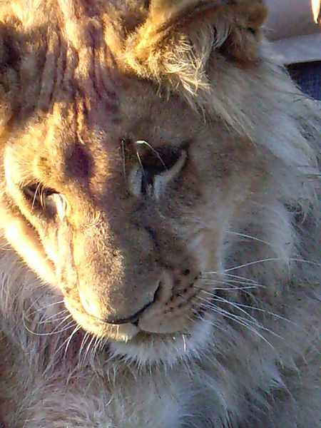 Antelope Park Lion