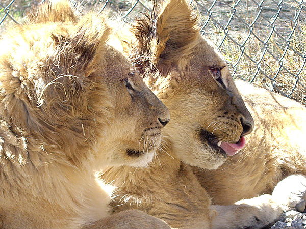 Antelope Park Lion Cubs