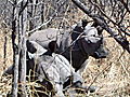 MATOPOS NATIONAL PARK RHINOS
