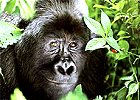 10 day Luxury Gorilla Safari