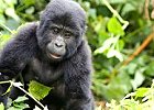 9 day Primate Safari Uganda