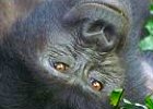Budget Gorilla Safari in Uganda