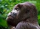4 day Rwanda Gorilla Midrange Safari