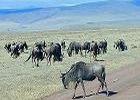 6 day Fun Safari in Tanzania's Northern Parks