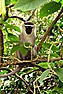 CVK Lakeside Budget Accomodation &Monkey Sanctuar